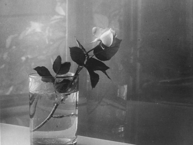 Josef Sudek, White Rosebud, 1951, 21 &times; 27 cm, from the PPF Art Collection