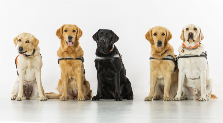 Ozvěny Vánoc 2020: zaměstnanci Českých center pomáhají